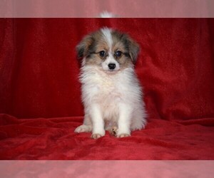 Pom-A-Poo Puppy for sale in BARNESVILLE, KS, USA