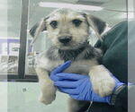 Small #1 Airedale Terrier Mix