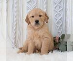 Small #4 Golden Retriever
