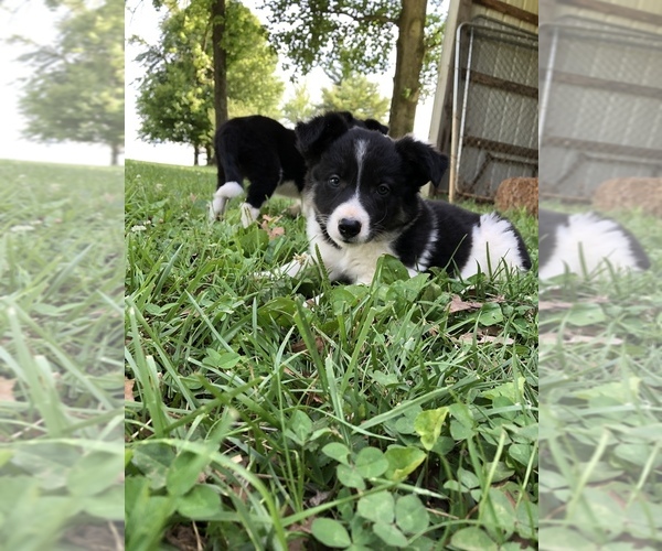Medium Photo #1 Border Collie Puppy For Sale in CENTRAL CITY, KY, USA