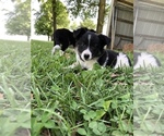 Small Photo #1 Border Collie Puppy For Sale in CENTRAL CITY, KY, USA