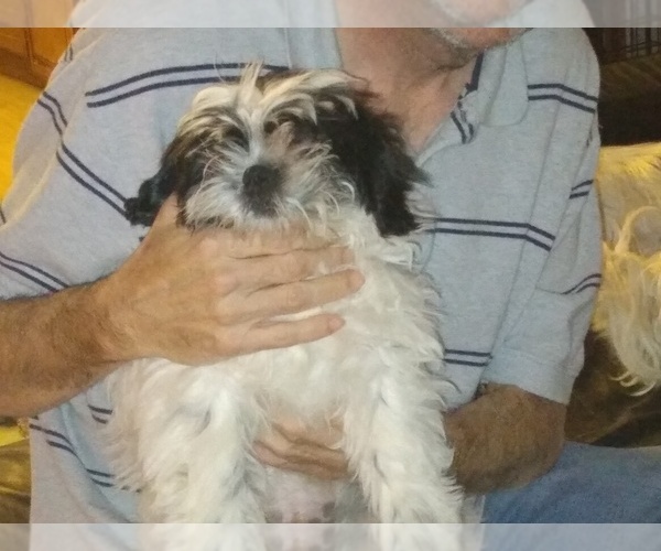 Medium Photo #1 Shih Tzu Puppy For Sale in SAINT LOUIS, MO, USA