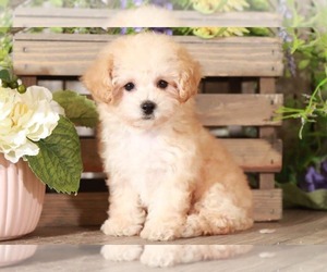 Poodle (Toy) Puppy for sale in MOUNT VERNON, OH, USA