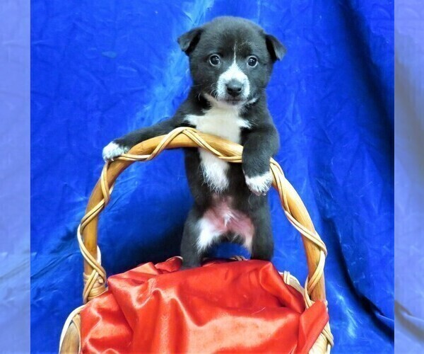Medium Photo #5 Pom-Shi Puppy For Sale in HARTVILLE, MO, USA