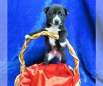 Small Photo #5 Pom-Shi Puppy For Sale in HARTVILLE, MO, USA
