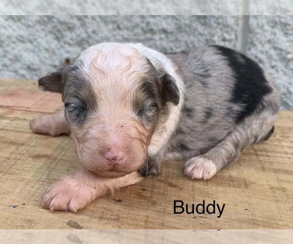Medium Photo #2 Australian Shepherd Puppy For Sale in ARBA, IN, USA