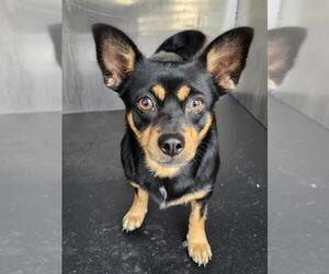 Chihuahua-Unknown Mix Dogs for adoption in San Antonio, TX, USA