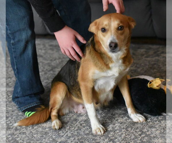 Medium Photo #2 Beagle-Border Collie Mix Puppy For Sale in Mechanicsburg, PA, USA