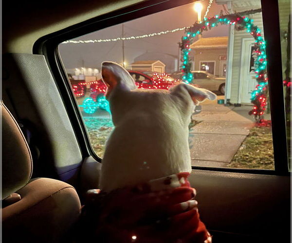 Medium Photo #2 Mutt Puppy For Sale in Williamsburg, IA, USA