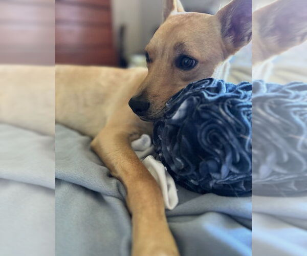 Medium Photo #2 Boxer-Unknown Mix Puppy For Sale in Dana Point, CA, USA