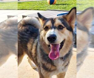 Siberian Husky-Unknown Mix Dogs for adoption in Elk Grove, CA, USA