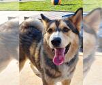 Cinnabum - Male Siberian Husky-Unknown Mix Dog for Adoption - Small photo