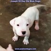 Small Photo #79 Dogo Argentino Puppy For Sale in PINEVILLE, MO, USA