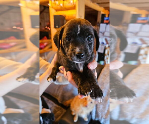 Medium Photo #1 Doxle Puppy For Sale in Aurora, IN, USA