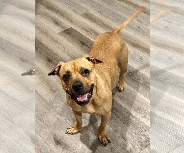 Medium Photo #1 Boxer-Unknown Mix Puppy For Sale in Fort Collins, CO, USA