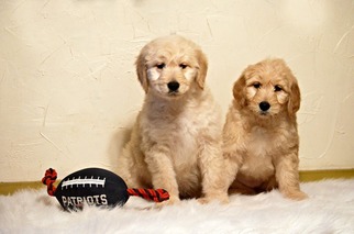 Goldendoodle Puppy for sale in WEST BROOKFIELD, MA, USA