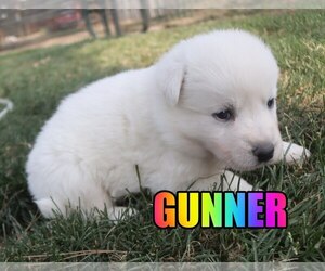 Australian Shepherd-German Shepherd Dog Mix Puppy for sale in jasper, AR, USA