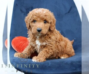 Goldendoodle (Miniature) Puppy for sale in NARVON, PA, USA