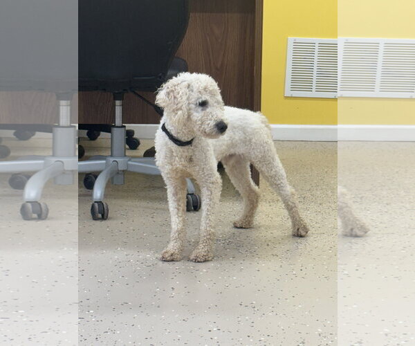 Medium Photo #1 Poodle (Miniature)-Unknown Mix Puppy For Sale in York, SC, USA