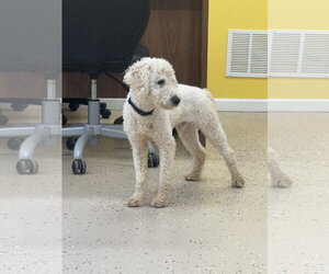 Poodle (Miniature)-Unknown Mix Dogs for adoption in York, SC, USA