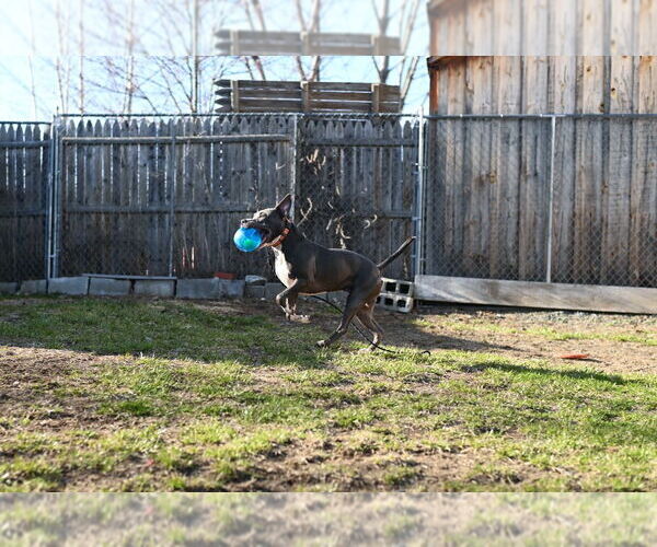 Medium Photo #7 American Pit Bull Terrier Puppy For Sale in Gloversville, NY, USA