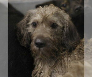 Mutt Dogs for adoption in San Antonio, TX, USA