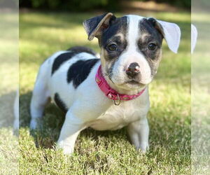 American Staffordshire Terrier-Unknown Mix Dogs for adoption in Holly Springs, NC, USA