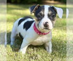 Small American Staffordshire Terrier Mix