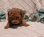 Small Photo #53 Cockapoo Puppy For Sale in GOSHEN, IN, USA