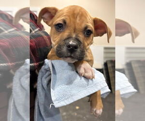 Mutt Dogs for adoption in Clarkston, MI, USA