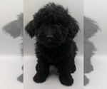 Small Photo #13 Cavapoochon (Miniature) Puppy For Sale in BLUE MOUND, TX, USA