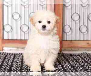 Zuchon Puppy for sale in NAPLES, FL, USA