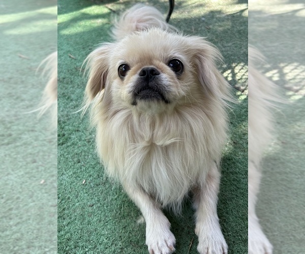 Medium Photo #1 Pekingese Puppy For Sale in MESQUITE, TX, USA