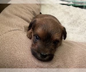 Poocan Puppy for sale in FAIR OAKS, CA, USA