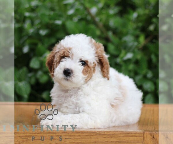 Medium Photo #1 Goldendoodle (Miniature) Puppy For Sale in EPHRATA, PA, USA