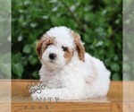 Small Goldendoodle (Miniature)