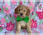 Small Photo #1 Double Doodle Puppy For Sale in LANCASTER, PA, USA