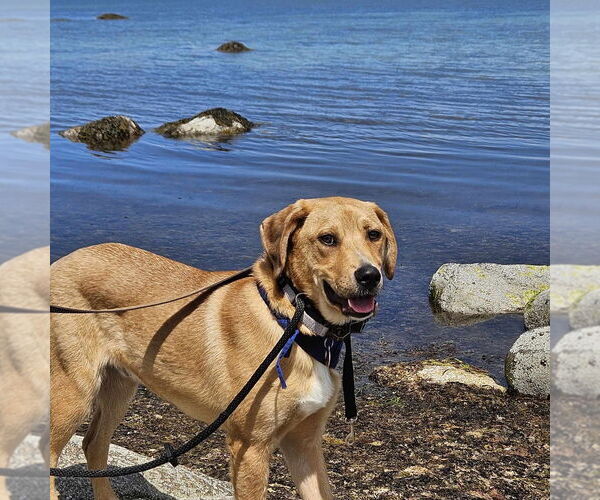 Medium Photo #7 Mutt Puppy For Sale in Boston, MA, USA