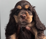Small #15 Cocker Spaniel