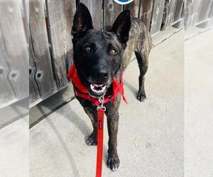 Mutt Dogs for adoption in Santa Barbara, CA, USA