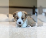 Small #5 Pembroke Welsh Corgi