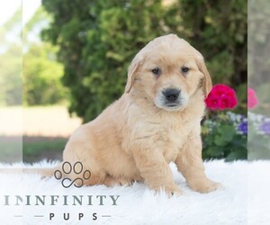 Golden Retriever Puppy for sale in NEWPORT, PA, USA