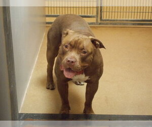 Mutt Dogs for adoption in Martinez, CA, USA
