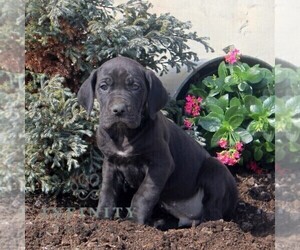 Great Dane Puppy for sale in BROGUE, PA, USA
