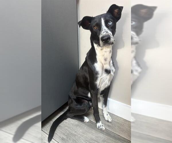 Medium Photo #2 Border Collie-Unknown Mix Puppy For Sale in Redlands, CA, USA