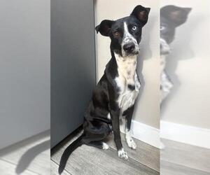 STELLA - Female Border Collie-Unknown Mix Dog for Adoption - Photo #2