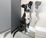 Small Photo #2 Border Collie-Unknown Mix Puppy For Sale in Redlands, CA, USA