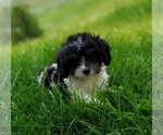 Small Photo #1 Cavapoo Puppy For Sale in FRYTOWN, IA, USA