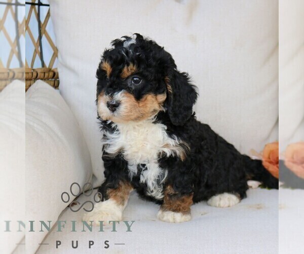 Medium Photo #2 Bernedoodle (Miniature) Puppy For Sale in NARVON, PA, USA