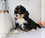 Small #1 Bernedoodle (Miniature)